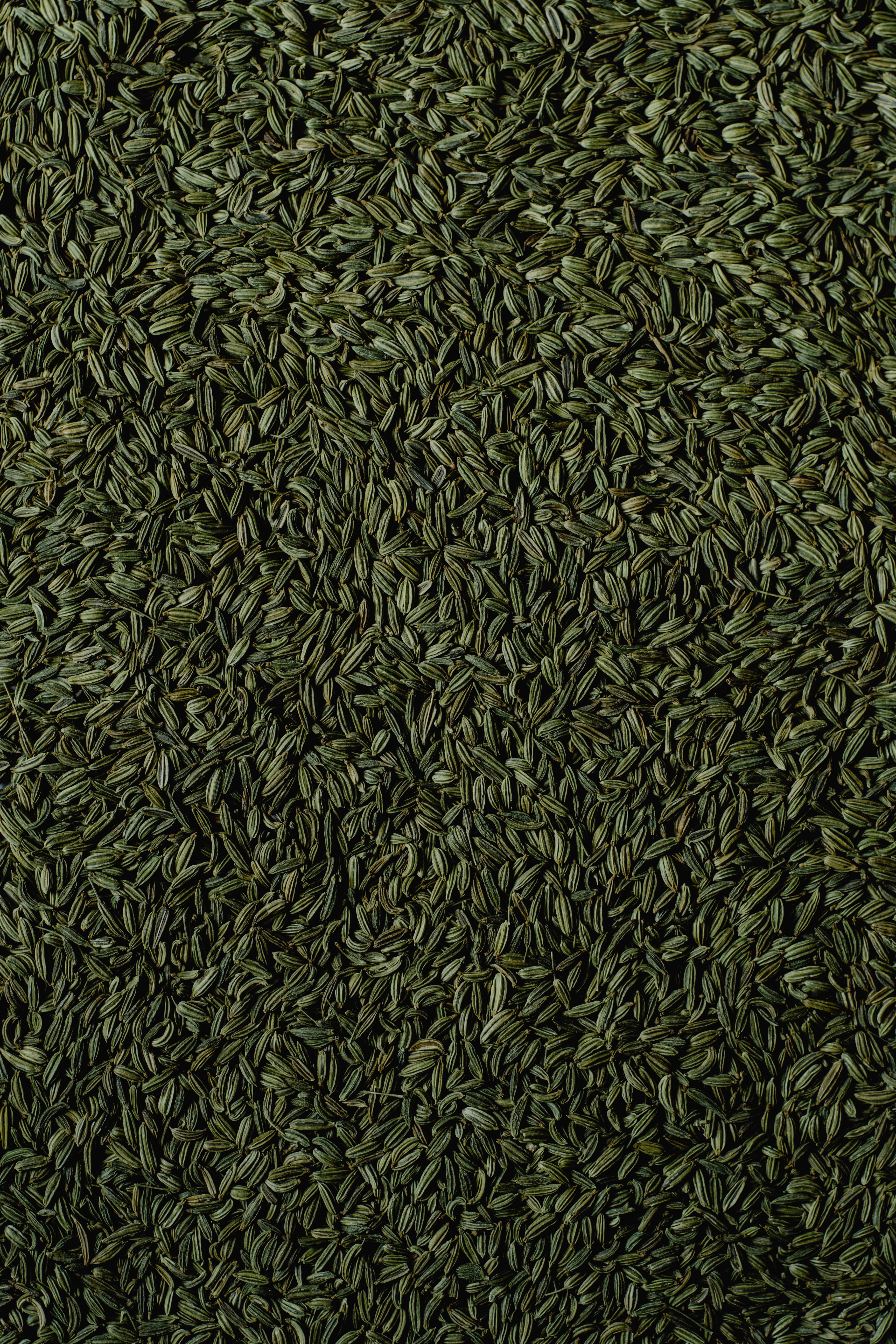 Fennel Seeds